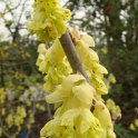 Corylopsis spicata fleur